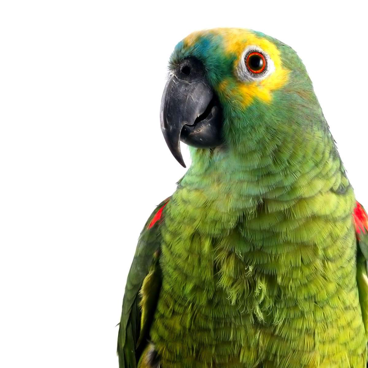 Amazon Parrot Wall Art