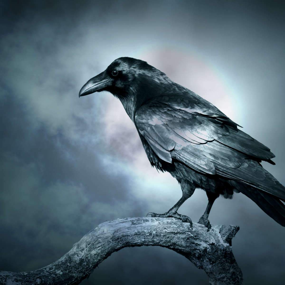 Crows And Ravens Wall Art