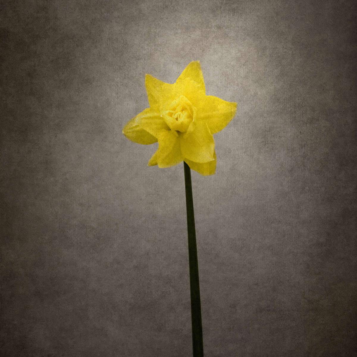 Daffodils Wall Art