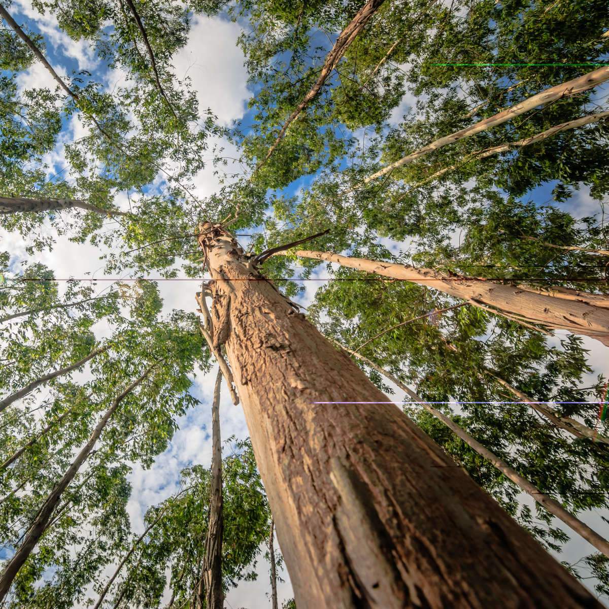 Eucalyptus Forest