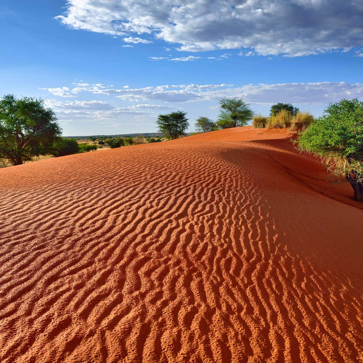 Kalahari Desert Wall Art