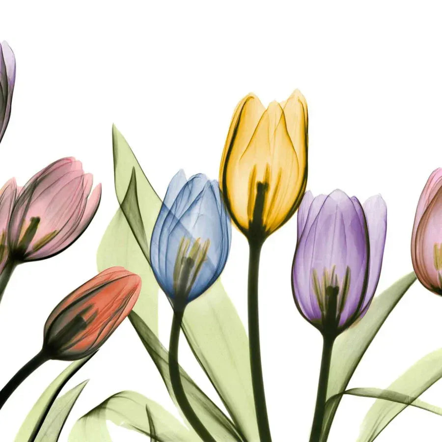 Albert Koetsier Wall Art