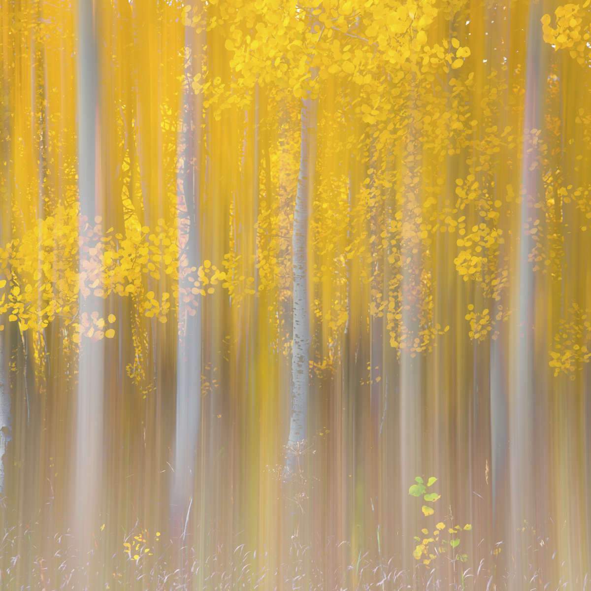 Dan Ballard Aspen Forest Wall Art