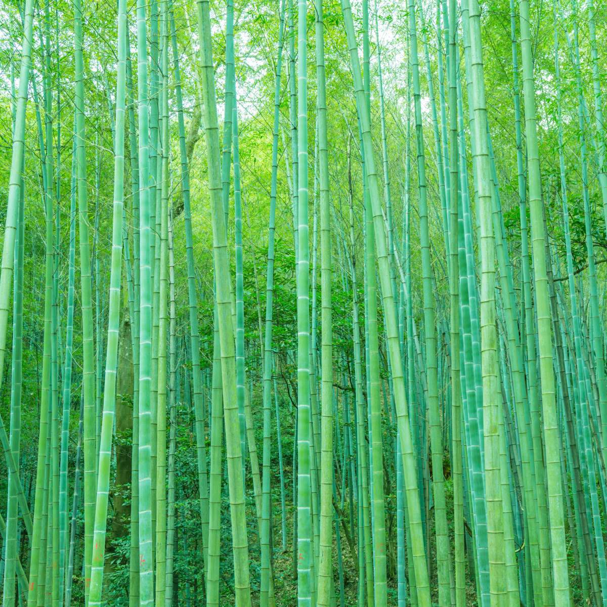Bamboo Jungle Wall Art