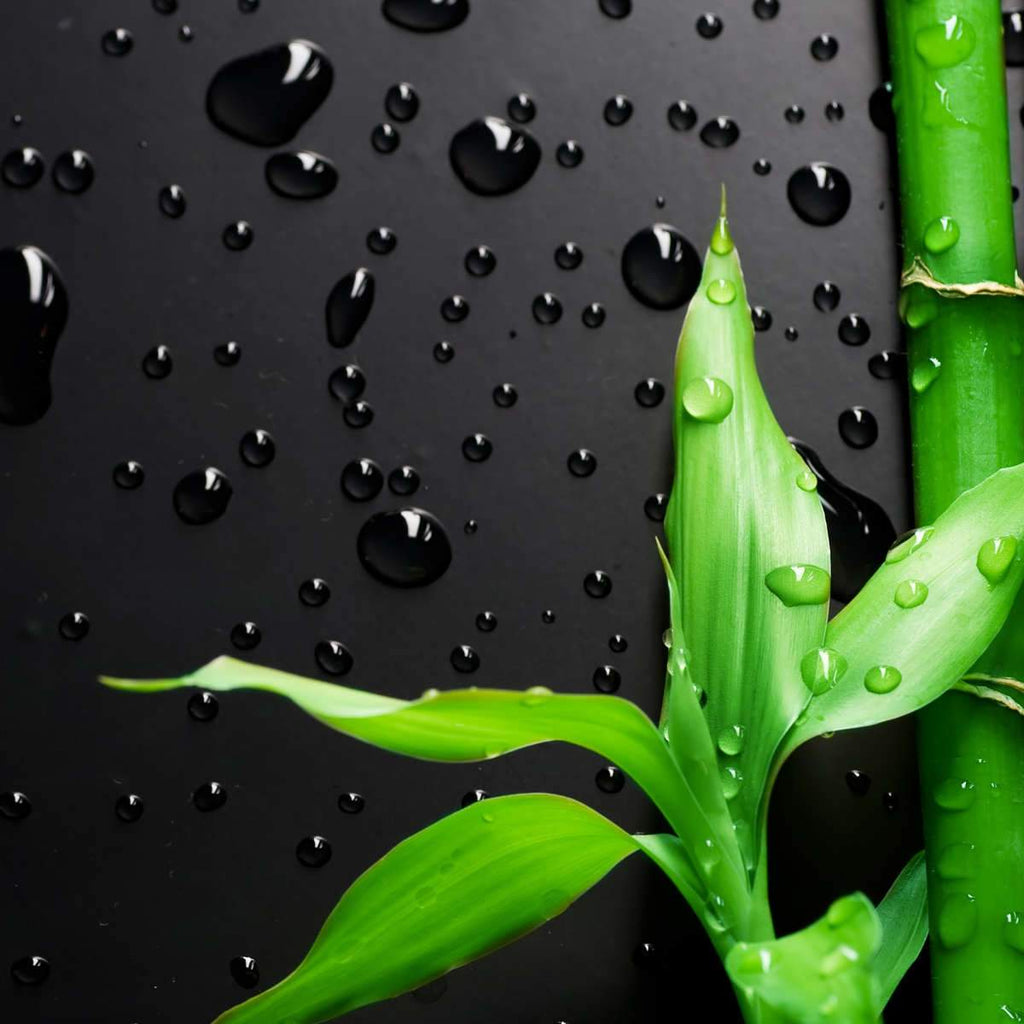 Bamboo Leaves Wall Art Prints, Framed Prints And Multi Panel Art