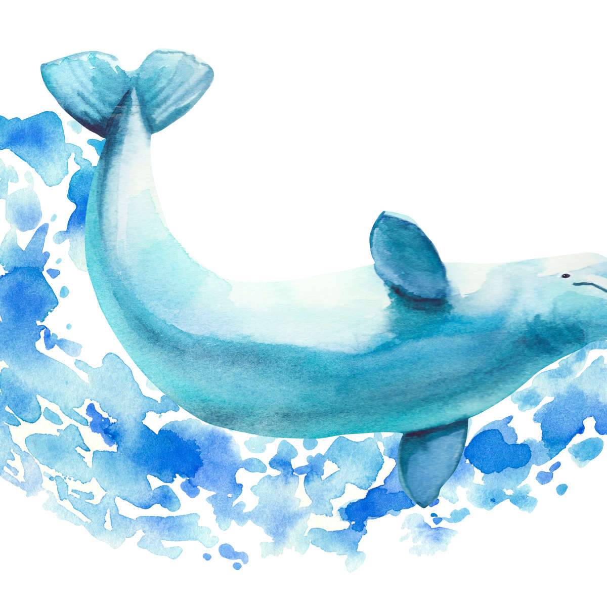 Beluga Whale Wall Art