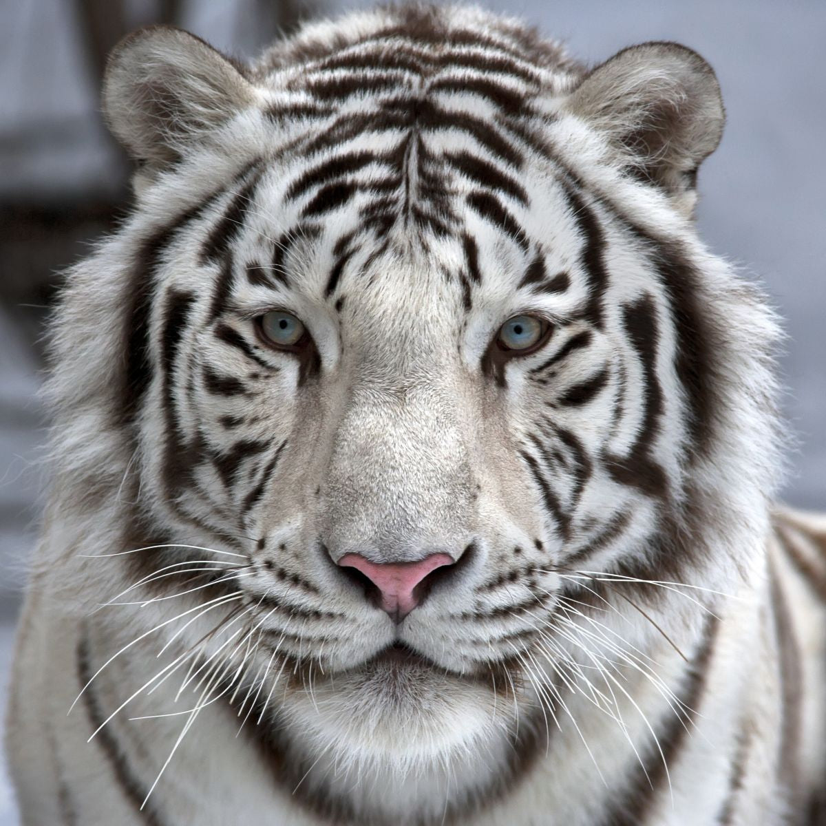 The White Bengal Tiger - Project Endangered Tigers