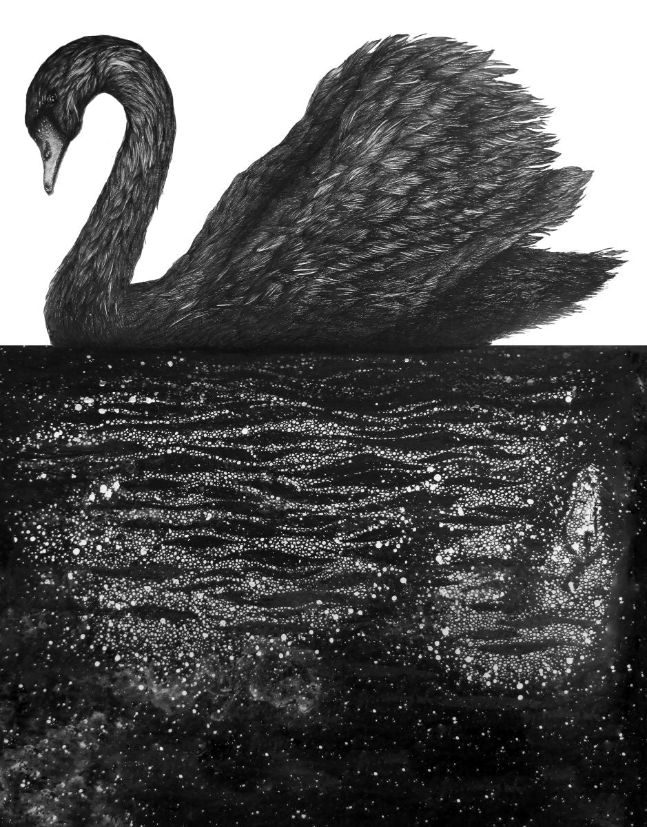Black Swan Bird Art