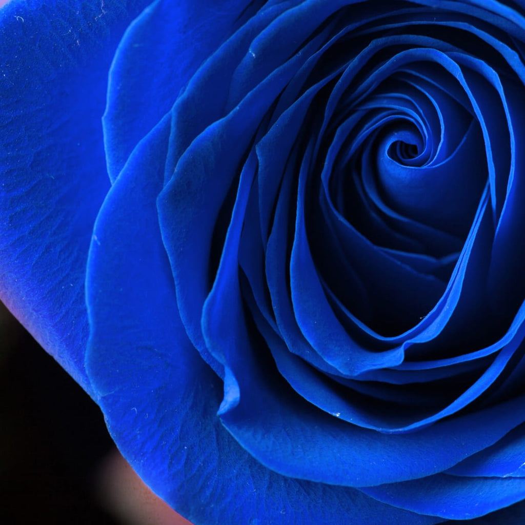 Blue Rose Wall Art | Prints, Framed Prints And Multi Panel Art