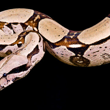 Female Python Snake Wall art | Elephant Stock