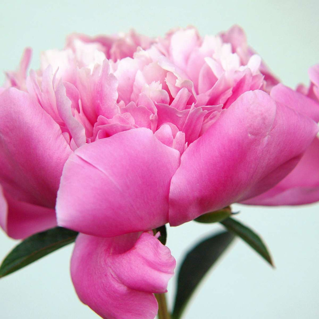 Botanical Macro Photography Wall Art Prints, Framed Prints And Multi