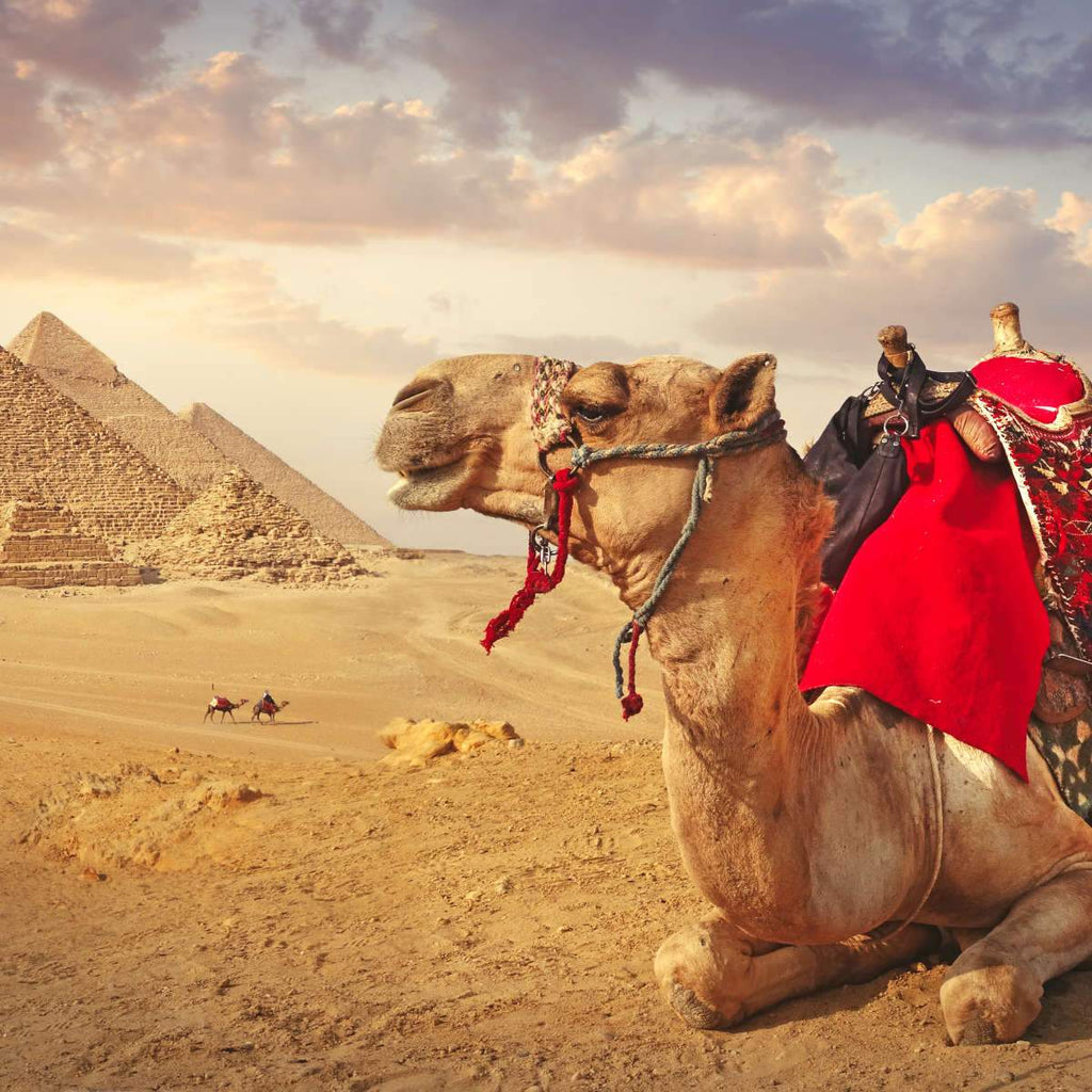 Camels Wall Art | Prints, Framed Prints And Multi Panel Art