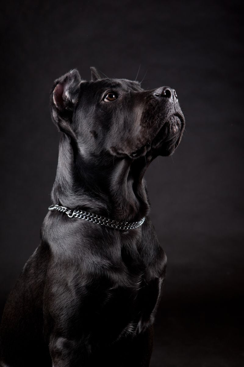 Cane Corso Black Wallpaper