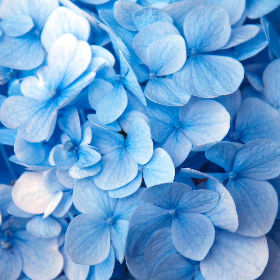 Cool Blues Flowers