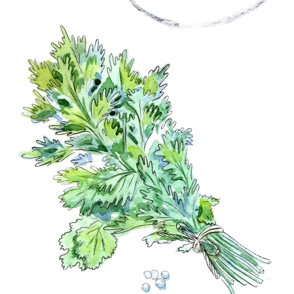 Coriander Wall Art Prints, Framed Prints And Multi Panel Art