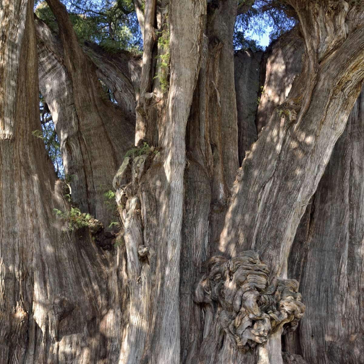 Cypress Tree Wall Art