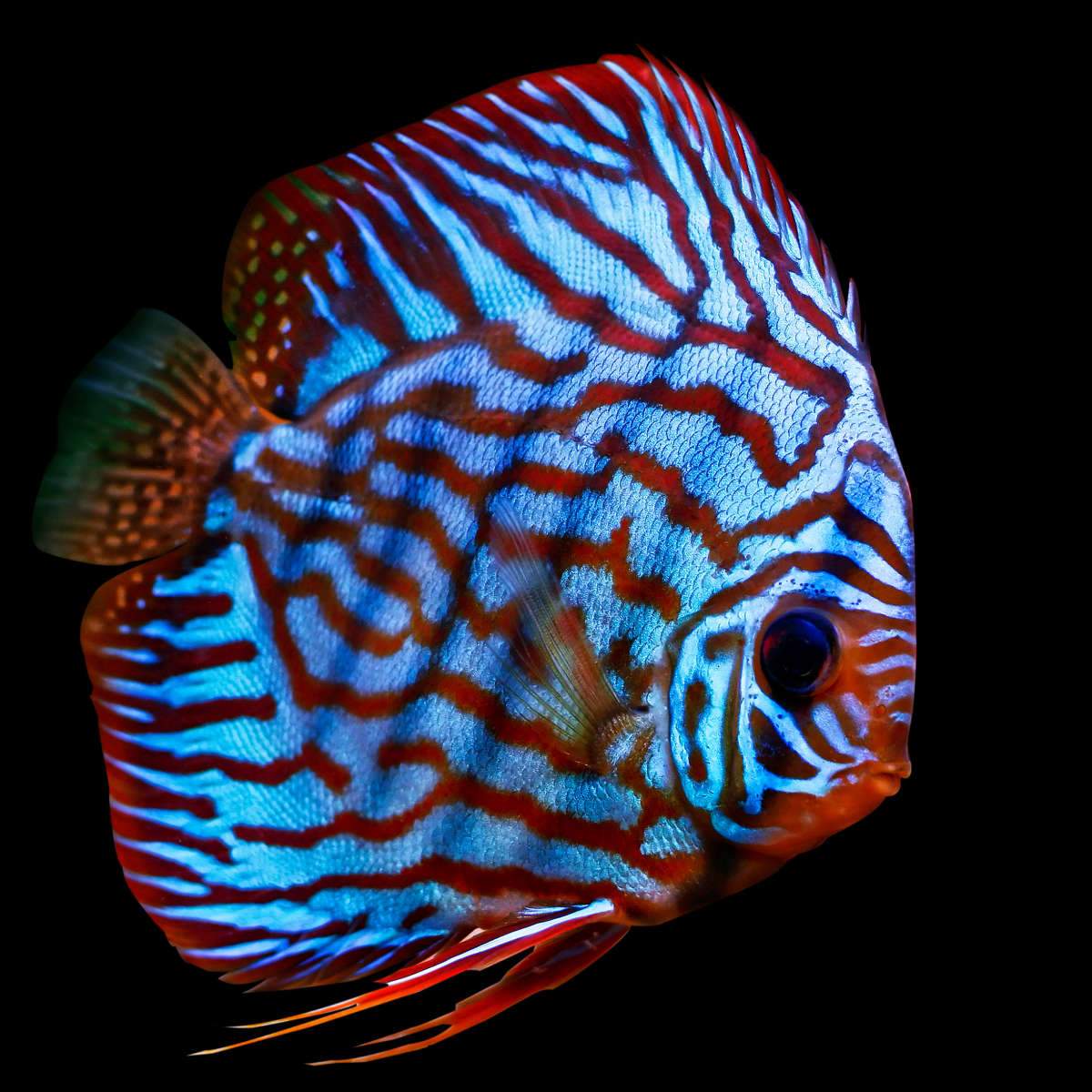 Discus Fish