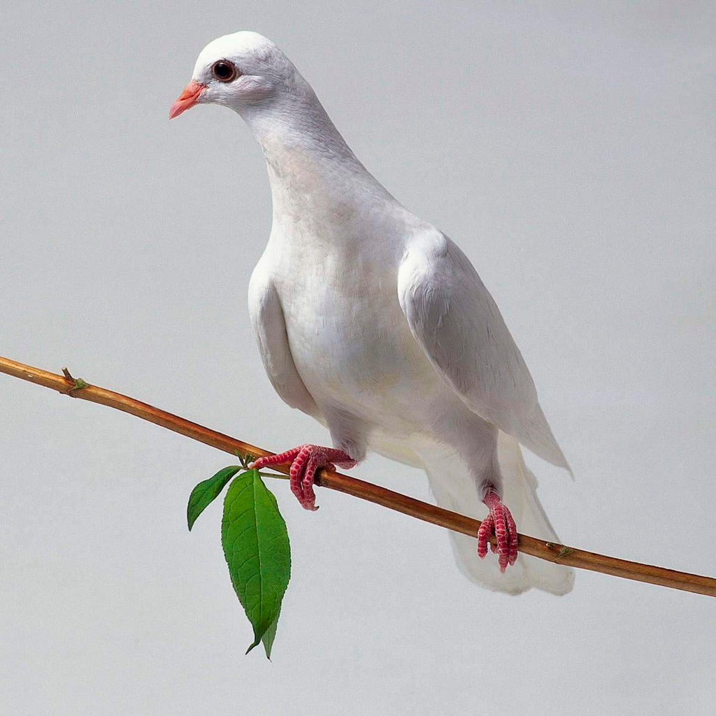 Dove Paintings Prints, Framed Prints And Multi Panel Art