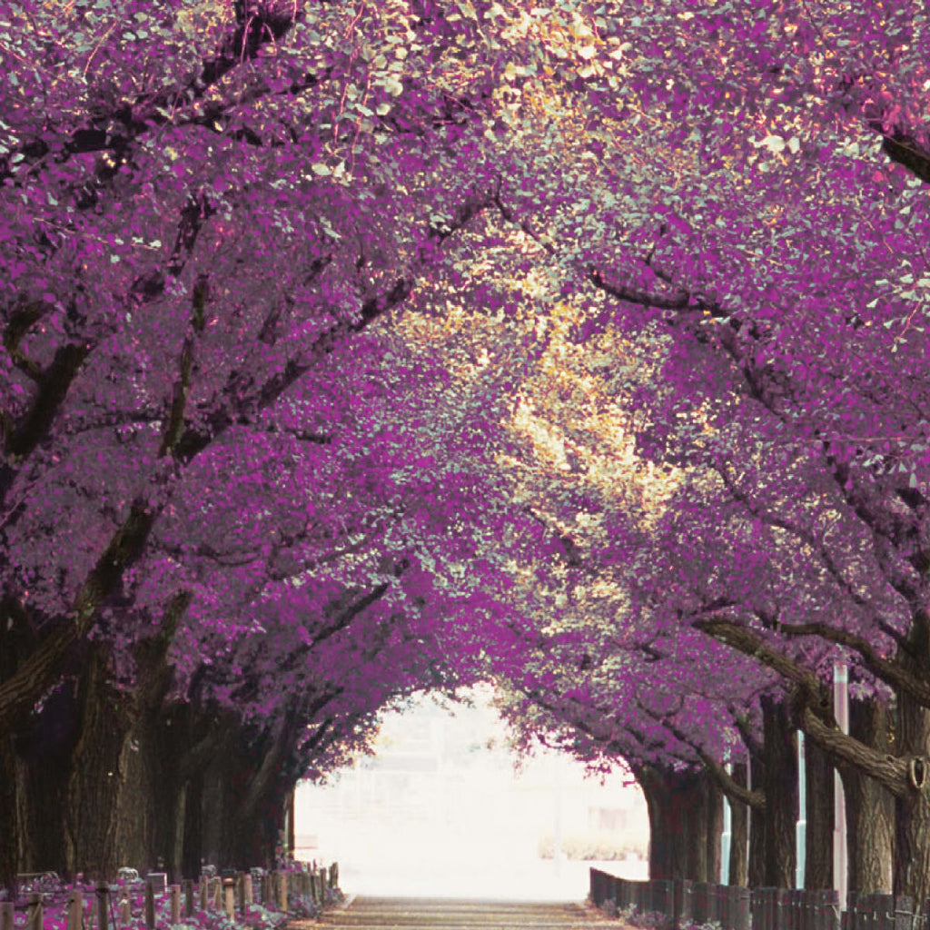 Dream Wall Art Prints, Framed Prints And Multi Panel Art