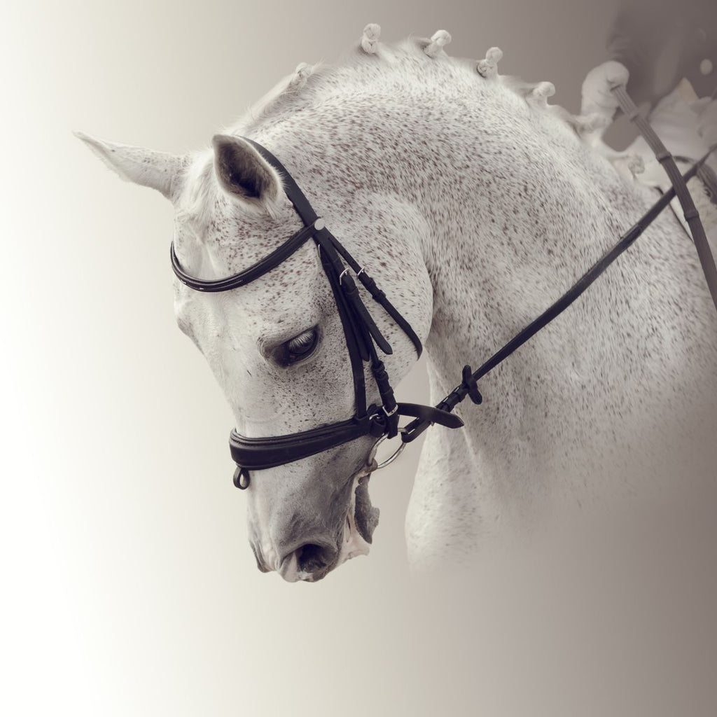 Dressage Wall Art Prints, Framed Prints And Multi Panel Art