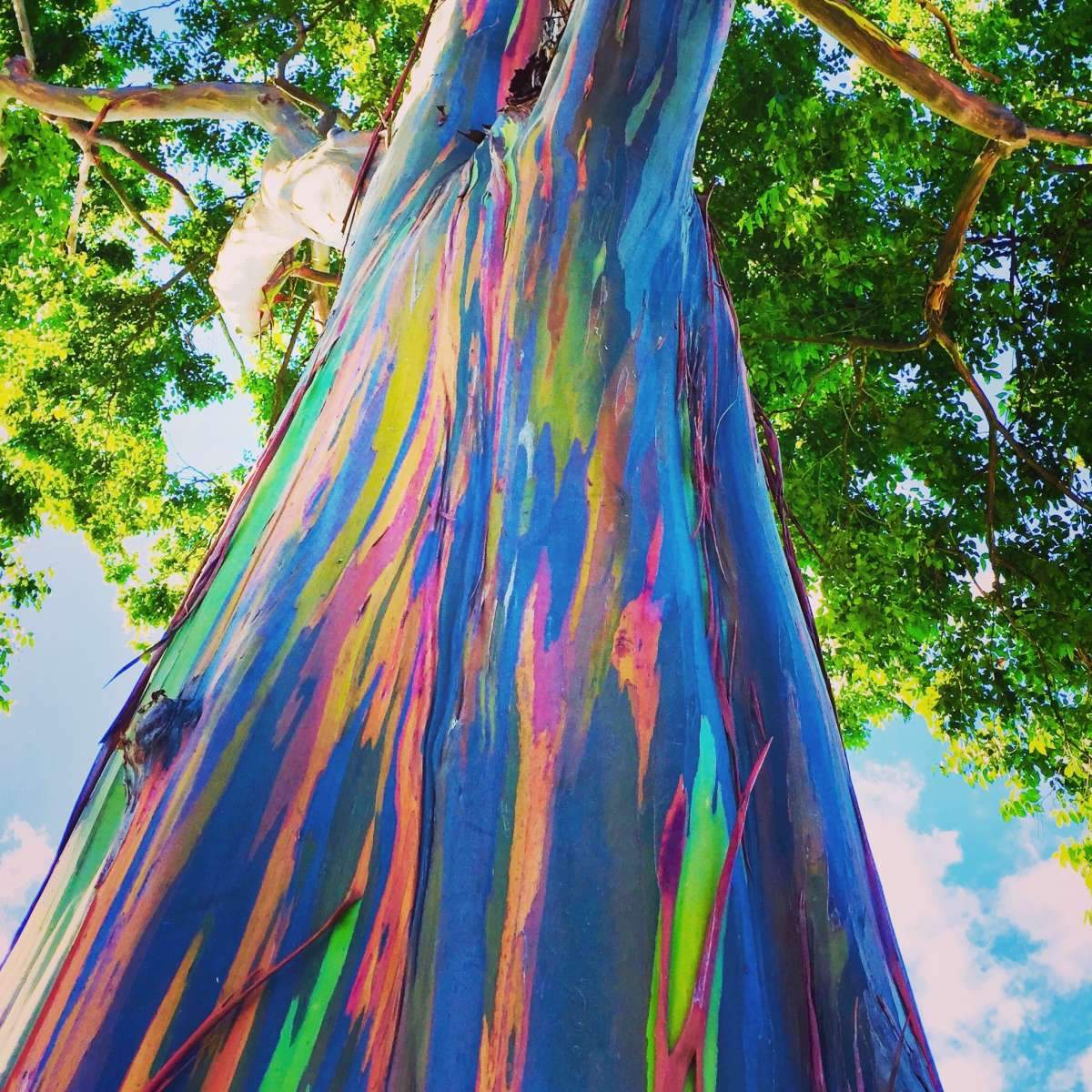 Eucalyptus Tree Wall Art