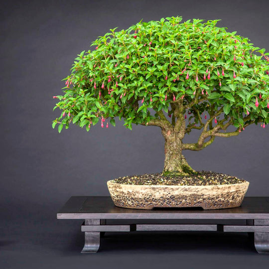 Bonsai Tree Wall Art Canvas Prints, Art Prints & Framed Canvas