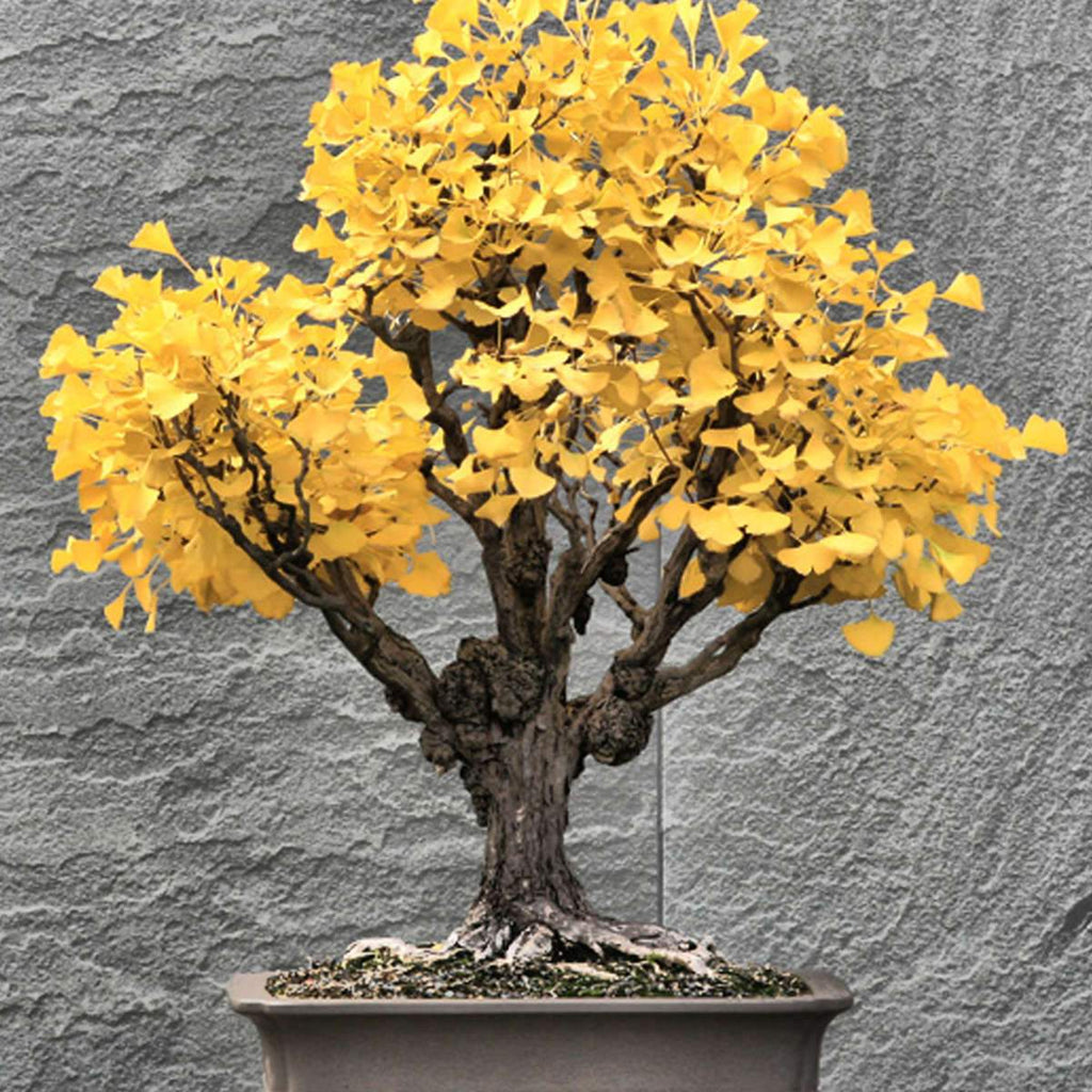 Ginkgo Biloba Bonsai Wall Art Prints, Framed Prints And Multi Panel Art