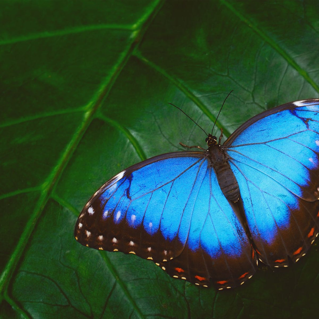 Habitat Wall Art Prints, Framed Prints And Multi Panel Art