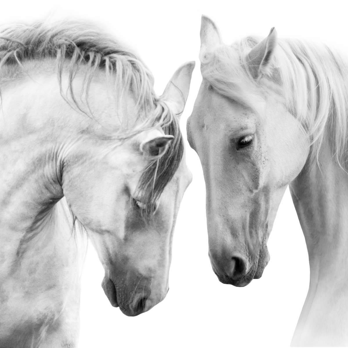 black and white horse drawings