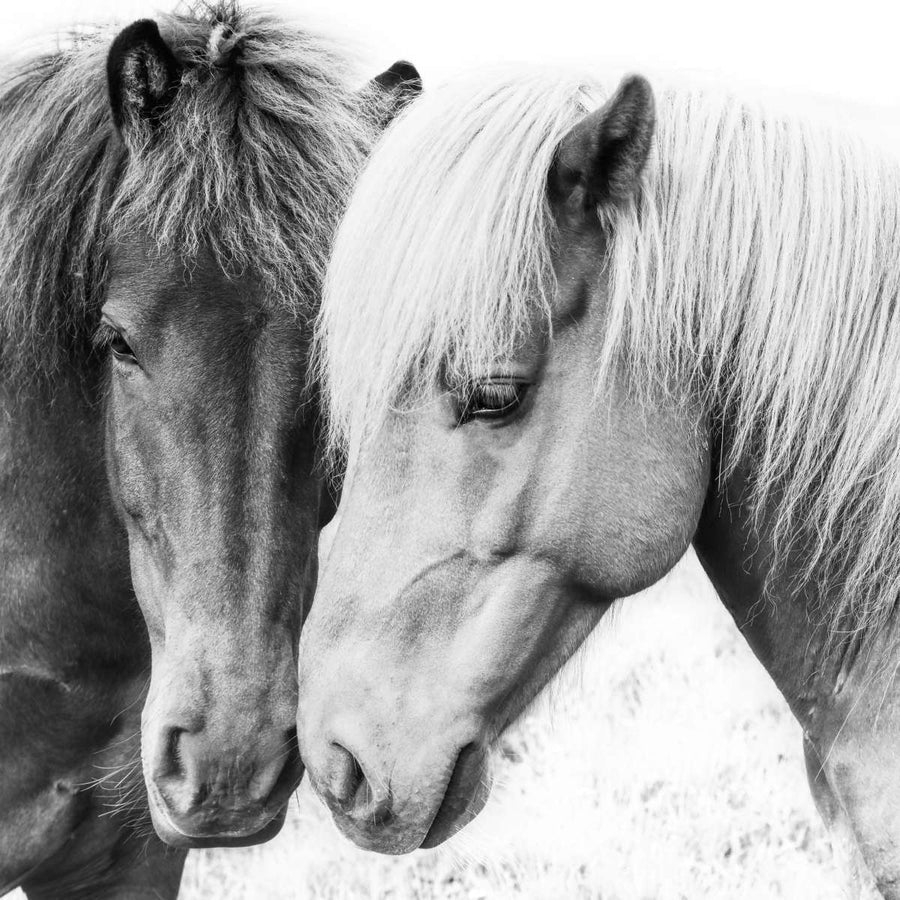 Horse Wall Art Prints, Framed Prints And Multi Panel Art