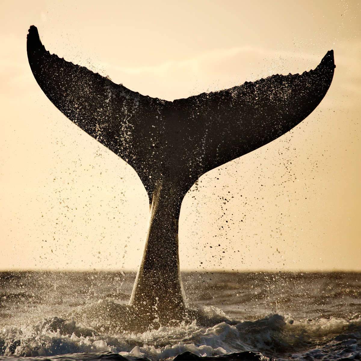 Humpback Whale Wall Art
