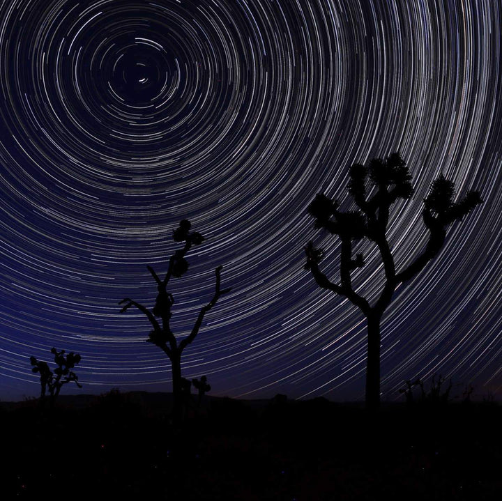 Joshua Trees Along Railway Wall Art | Photography