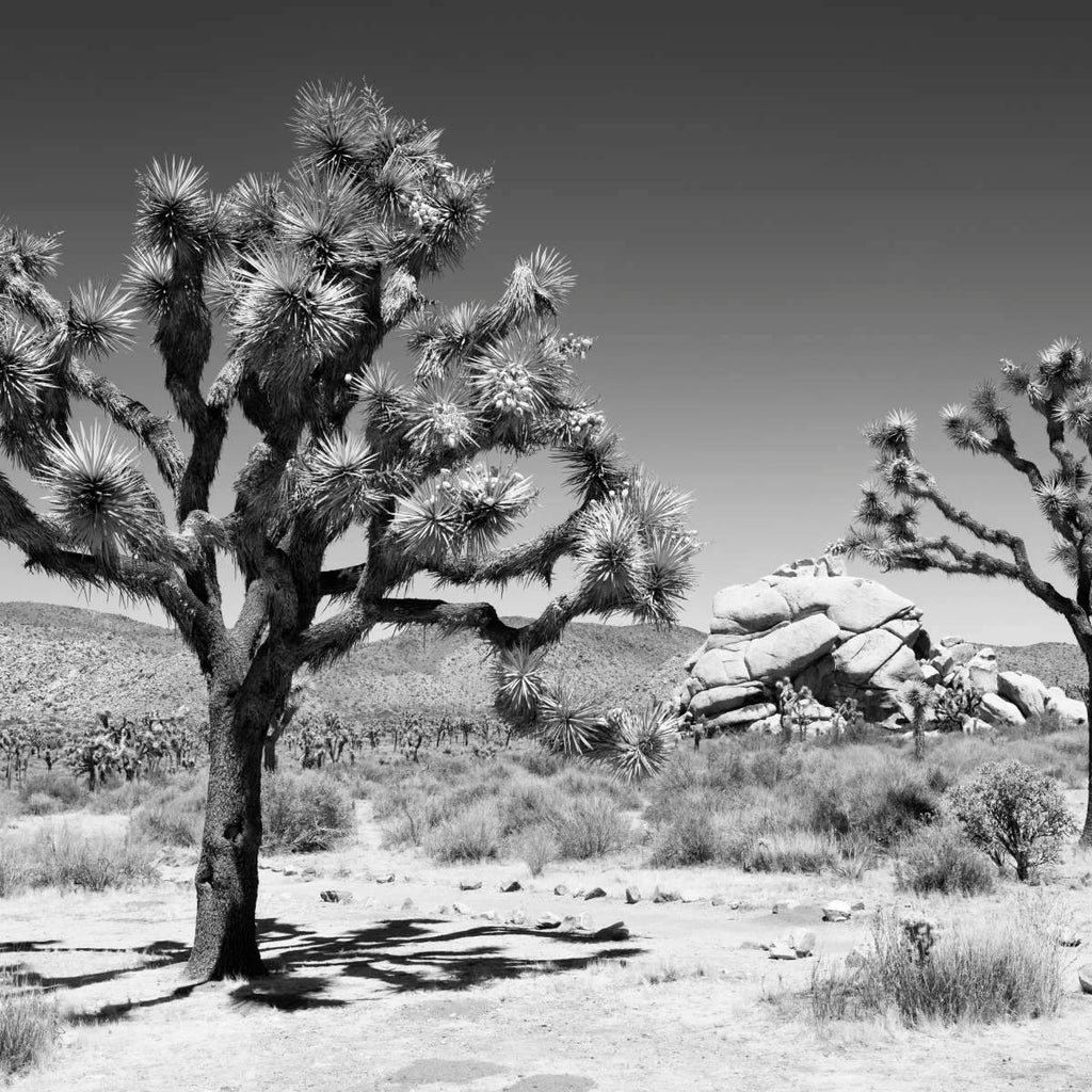 Joshua Tree Wall Art Prints, Framed Prints And Multi Panel Art