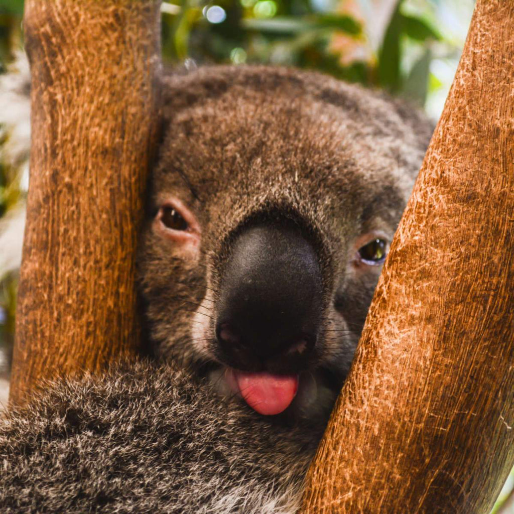 Koala Watercolor Art Print Koala Painting Koala Wall Art Australia Home  Decor Australian Animals Koala Bear Print Koala Gifts Marsupials