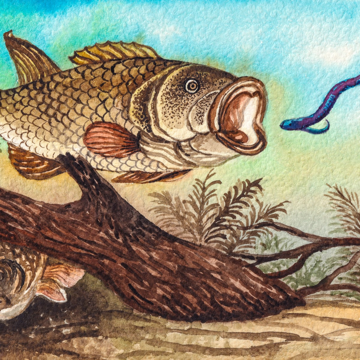 Bas Drawings Color Largemouth Bass Art