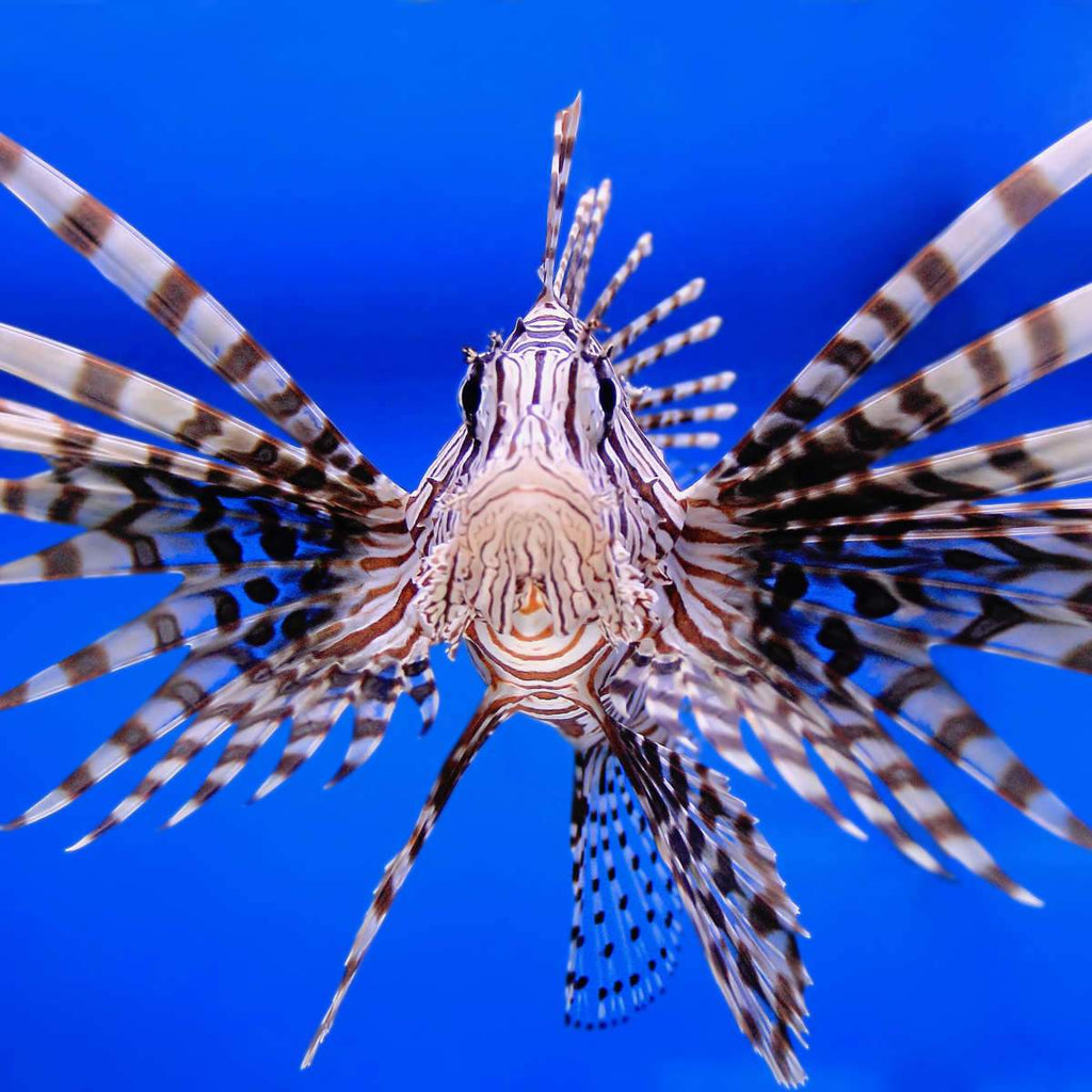 Lionfish Wall Art Prints, Framed Prints And Multi Panel Art