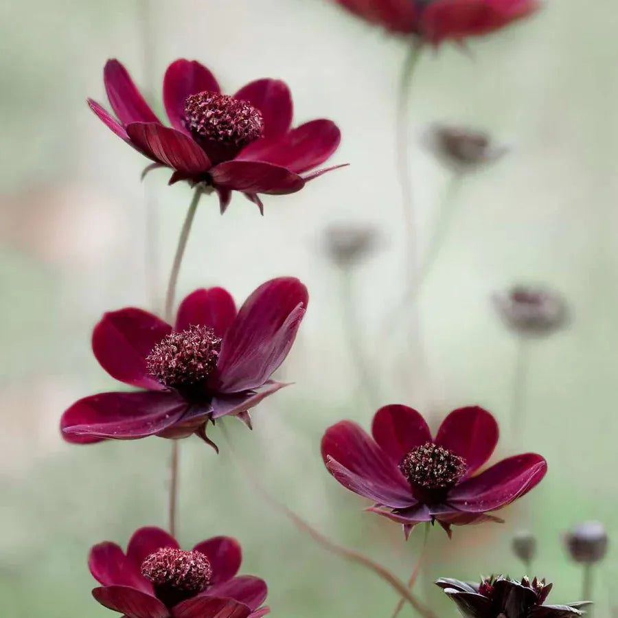 Mandy Disher