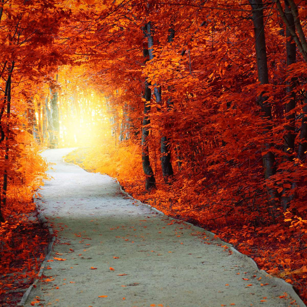 Maple Forest Wall Art Prints, Framed Prints And Multi Panel Art