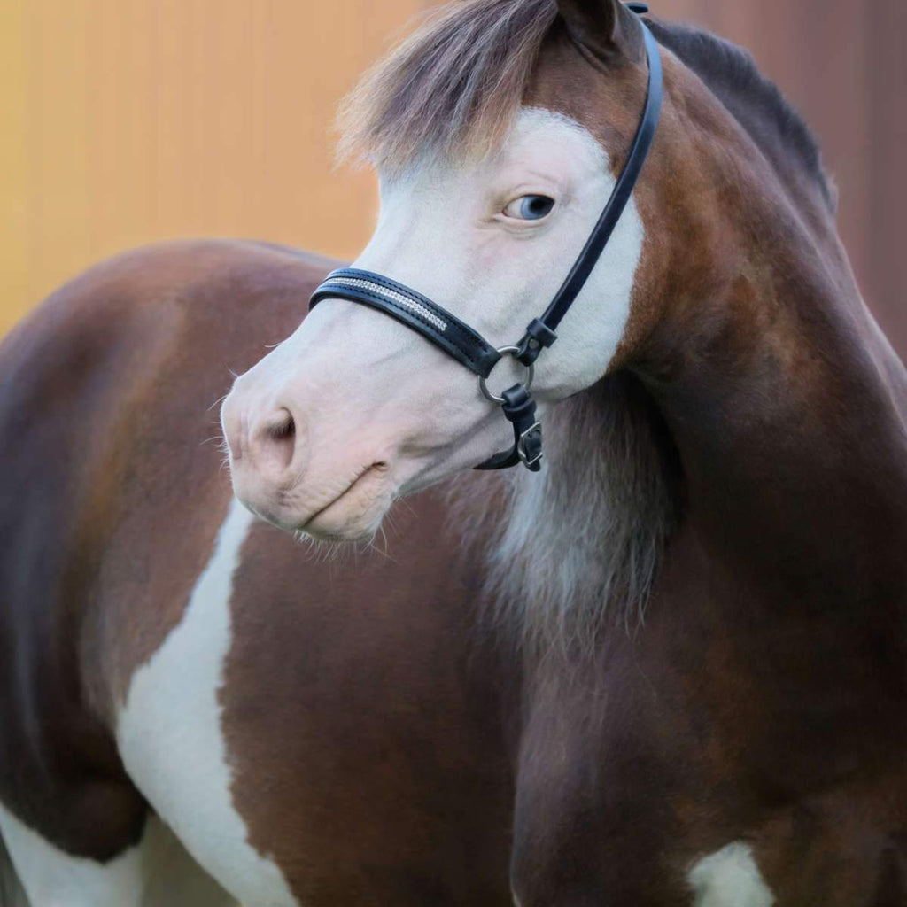 Miniature Horse Wall Art | Prints, Framed Prints And Multi Panel Art