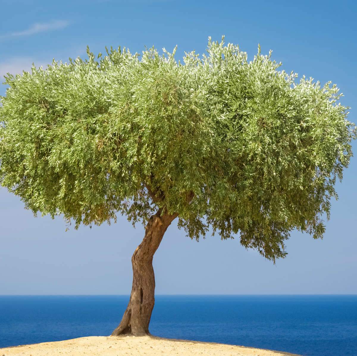 Olive Tree Wall Art