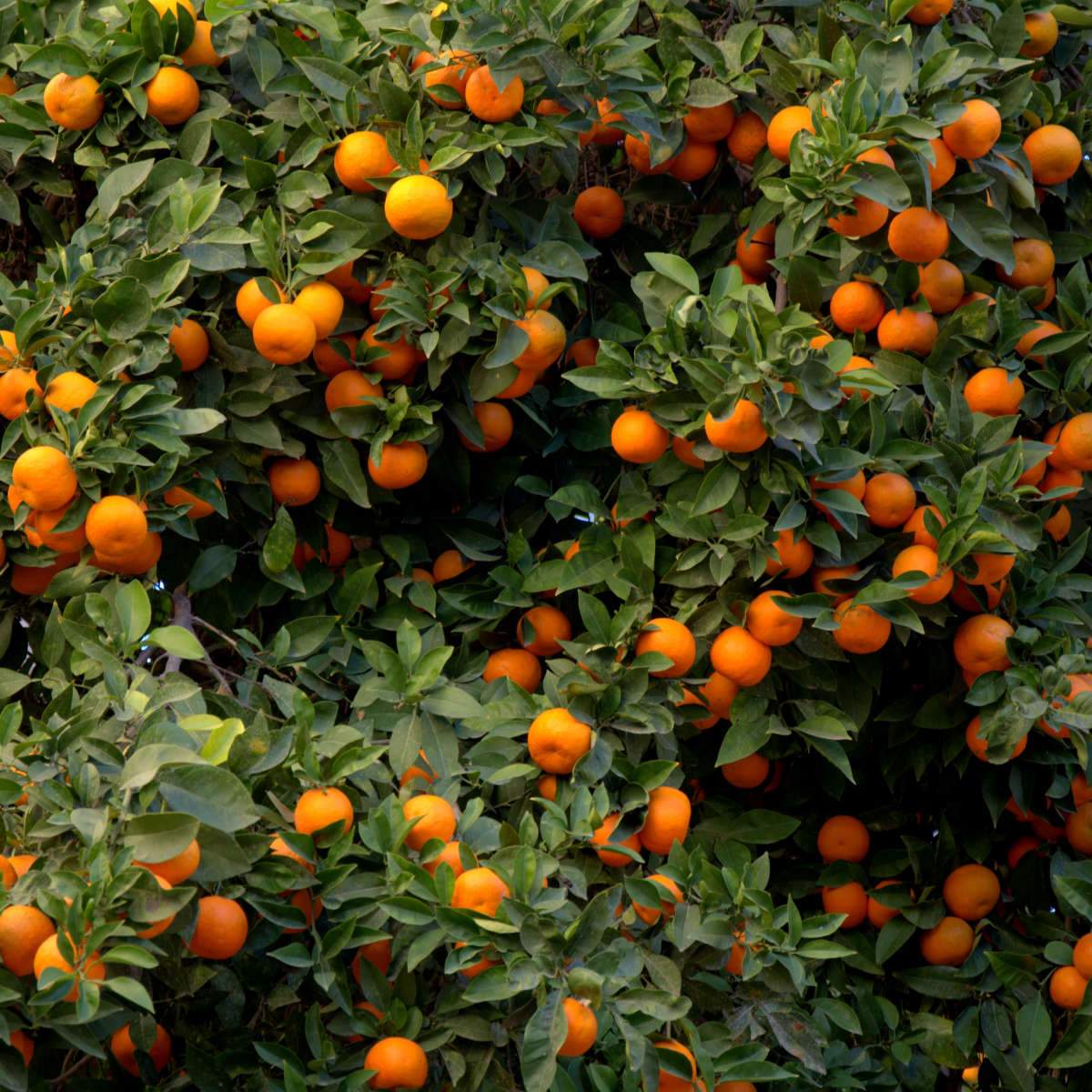 Corange Tree Orange Fruit Tree