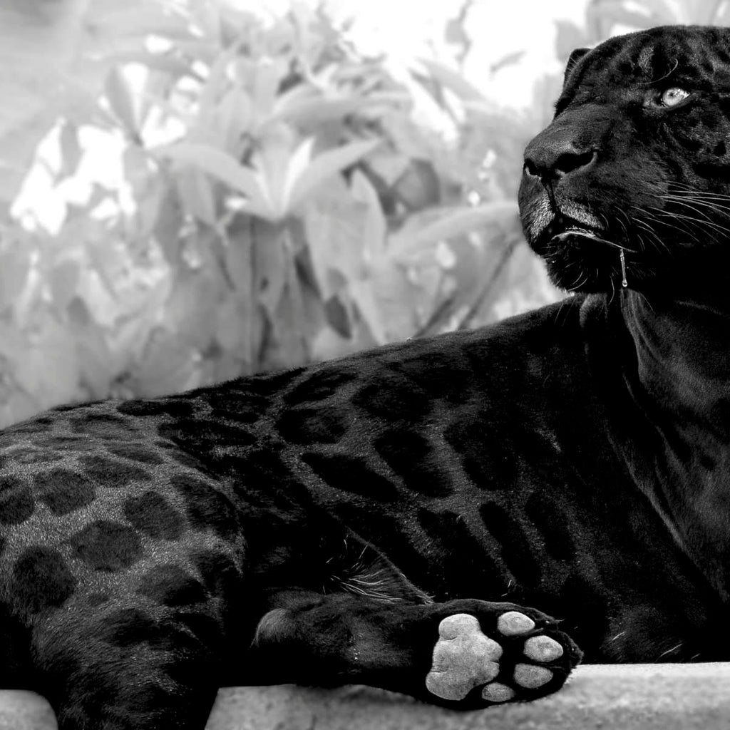 Panther Wall Art  Paintings, Drawings & Photograph Art Prints