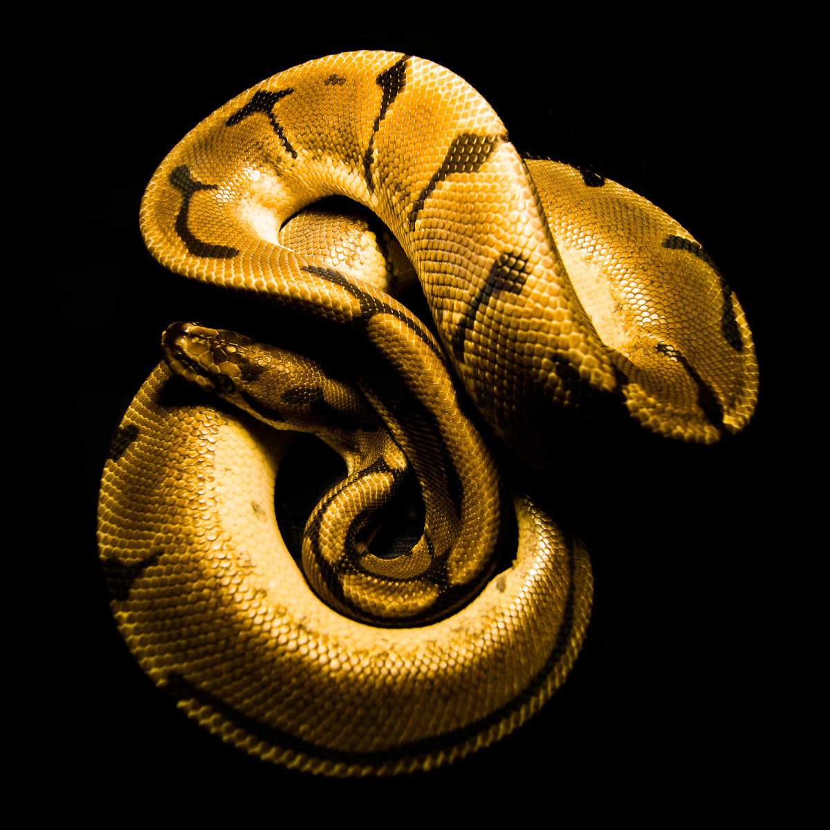 Black Python Wallpaper
