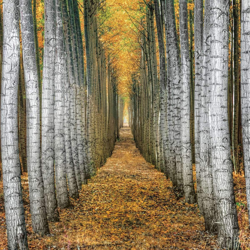 Quaking Aspen Wall Art | Prints, Framed Prints And Multi Panel Art