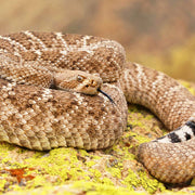 Female Python Snake Wall art | Elephant Stock