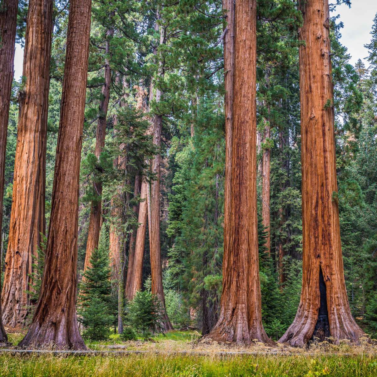 Red Wood Ree Redwood Tree Art
