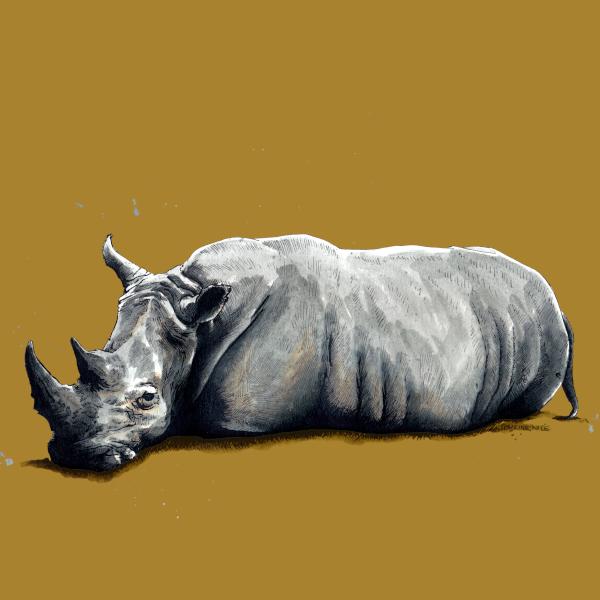 Rhinoceros Wall Art