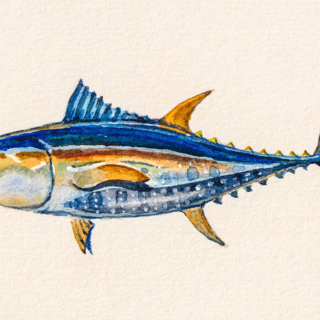Saltwater Fish Wall Art  Paintings, Drawings & Photograph Art Prints