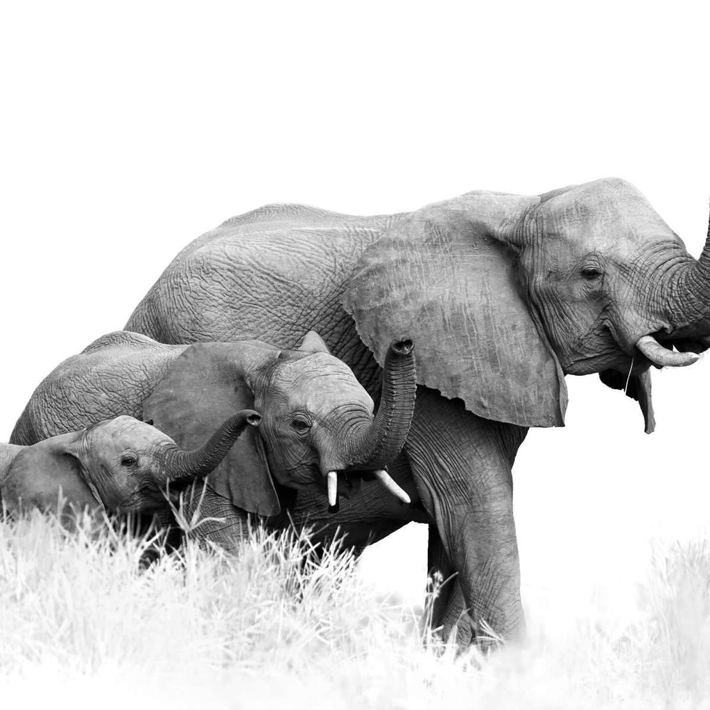 Savanna Elephant Wall Art Prints, Framed Prints And Multi Panel Art