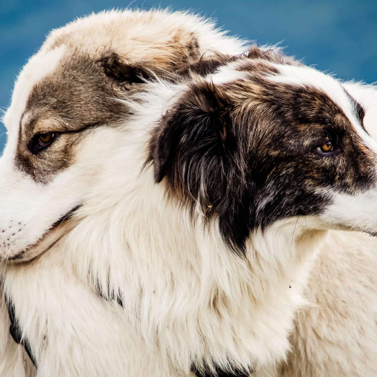 Shepherd Dogs And Collies